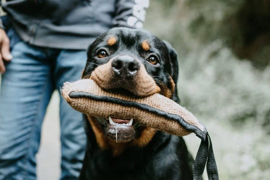 Is the Rottweiler the right dog for me?