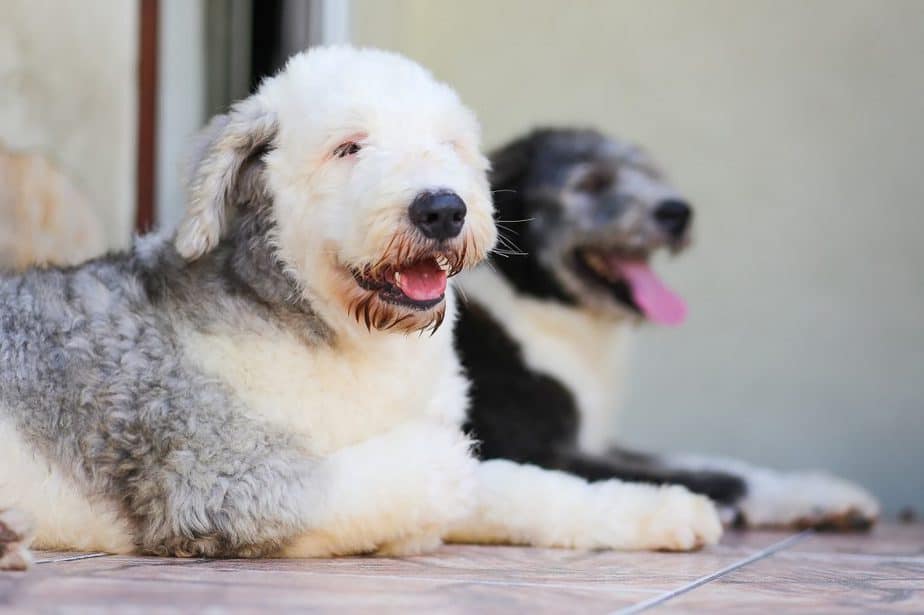 phantom vs tuxedo poodles