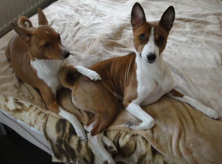 basenji plush