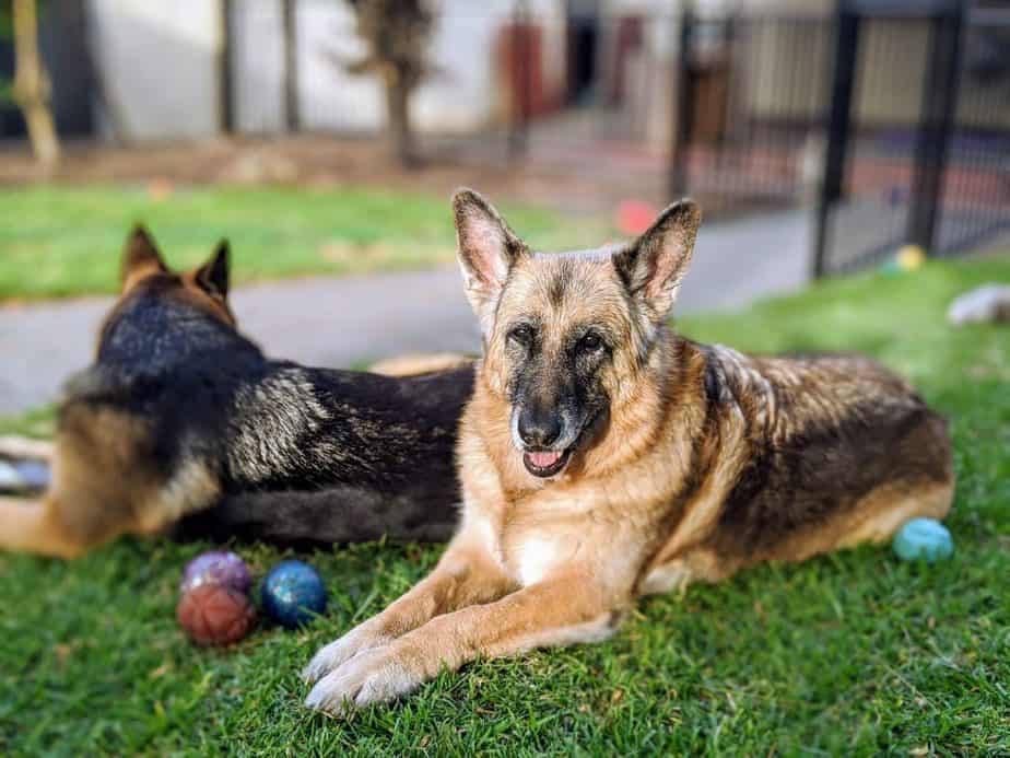 two old german shepherds laying down
