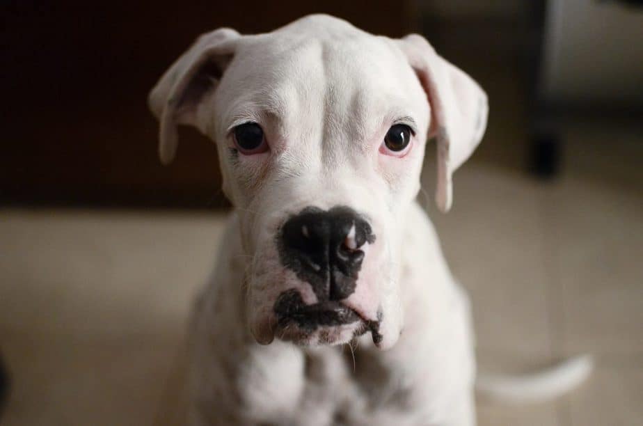white boxers