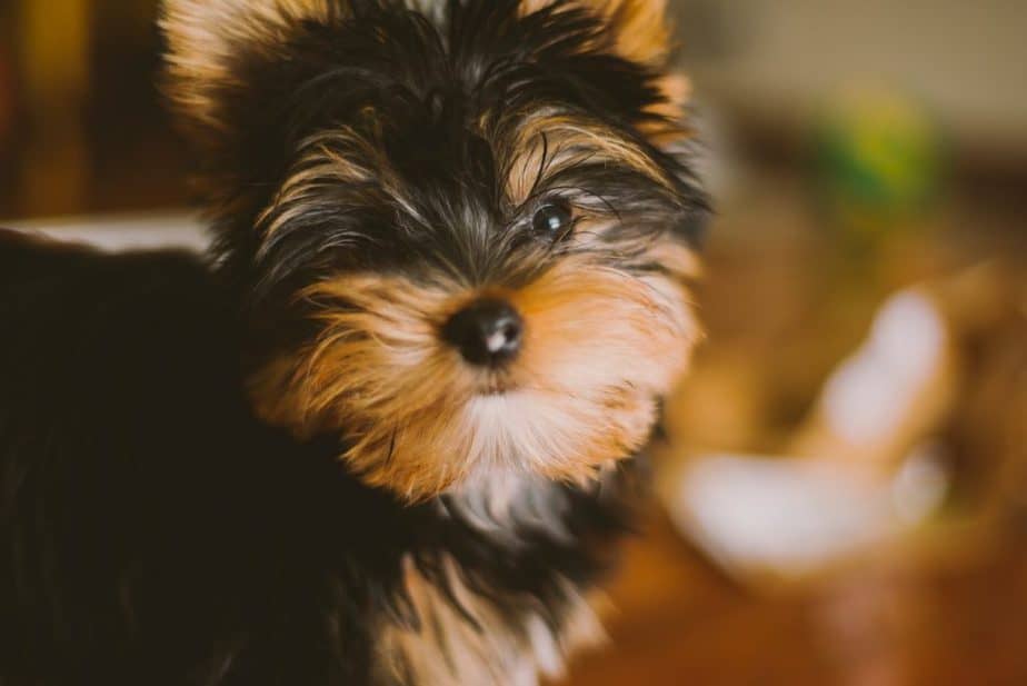 Why Does My Yorkshire Terrier Smell?