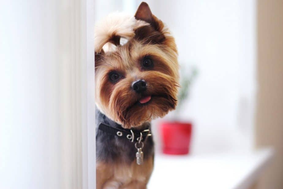 Yorkshire Terrier most commun health issues