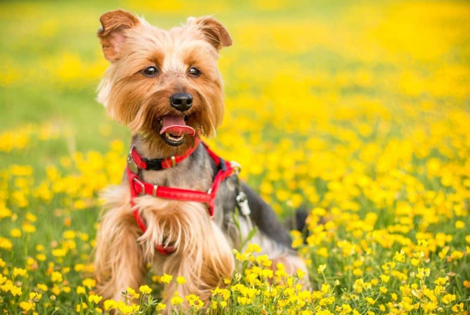 Why are Yorkies such a Small Breed?