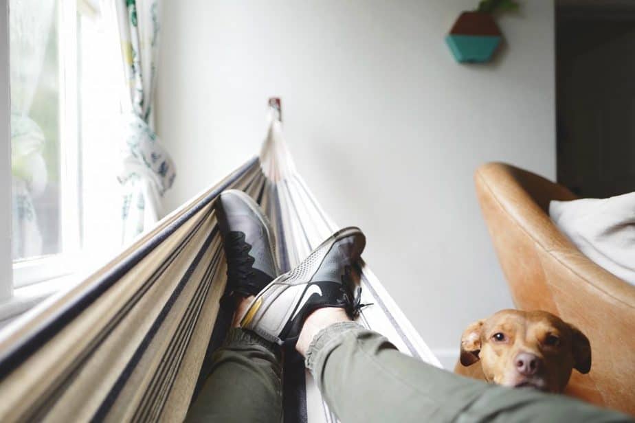 activités intérieures pour chien
