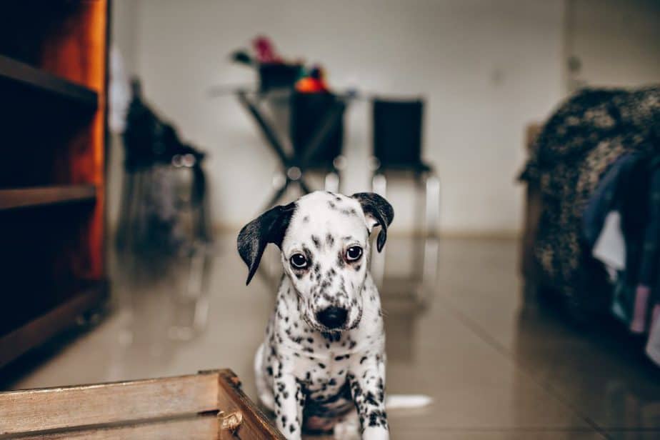 dalmatian puppy in apartment