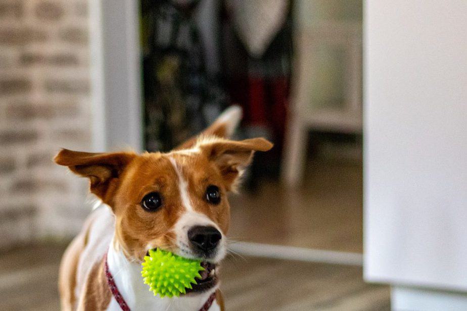 apprendre des choses à son chien