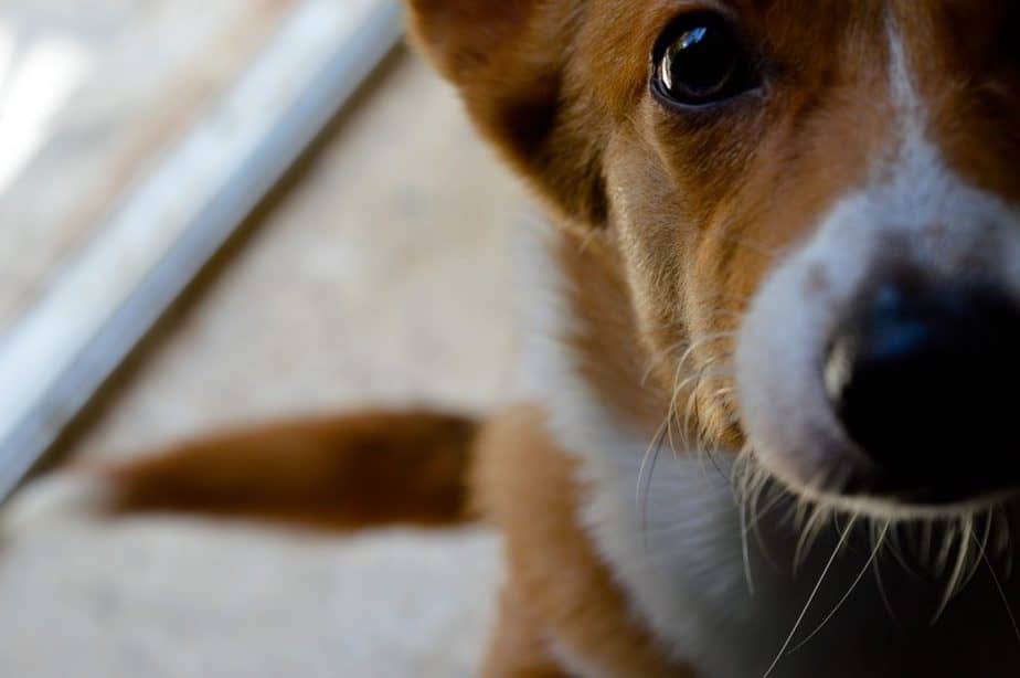 Aromatherapy To Calm Dogs with Anxiety