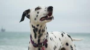 beautiful dalmatian by the beach
