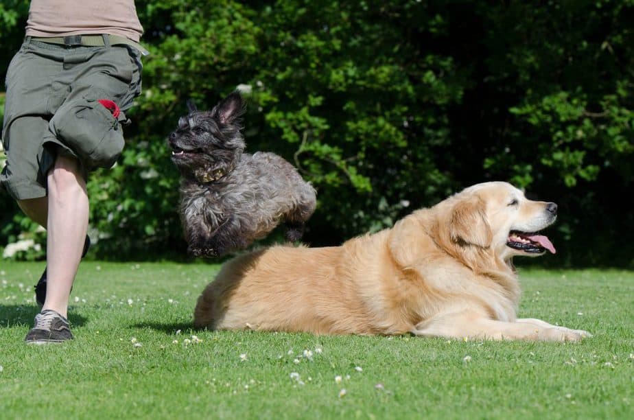 jumping black cairn terrier
