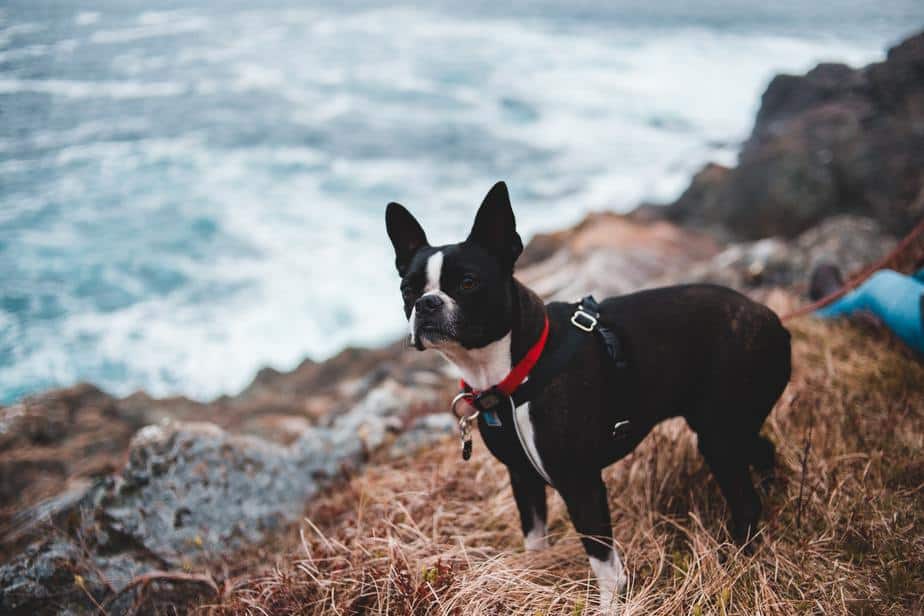 The Boston Terrier: Meet an American Gentleman