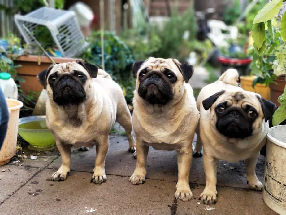choose a dog's name