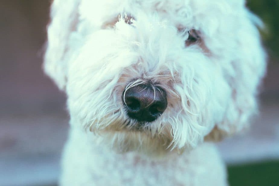 white cockapoo up close