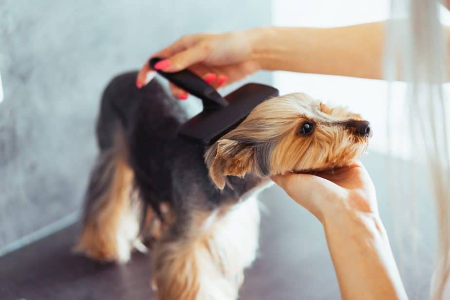 combing the head of a yorkshire terrier