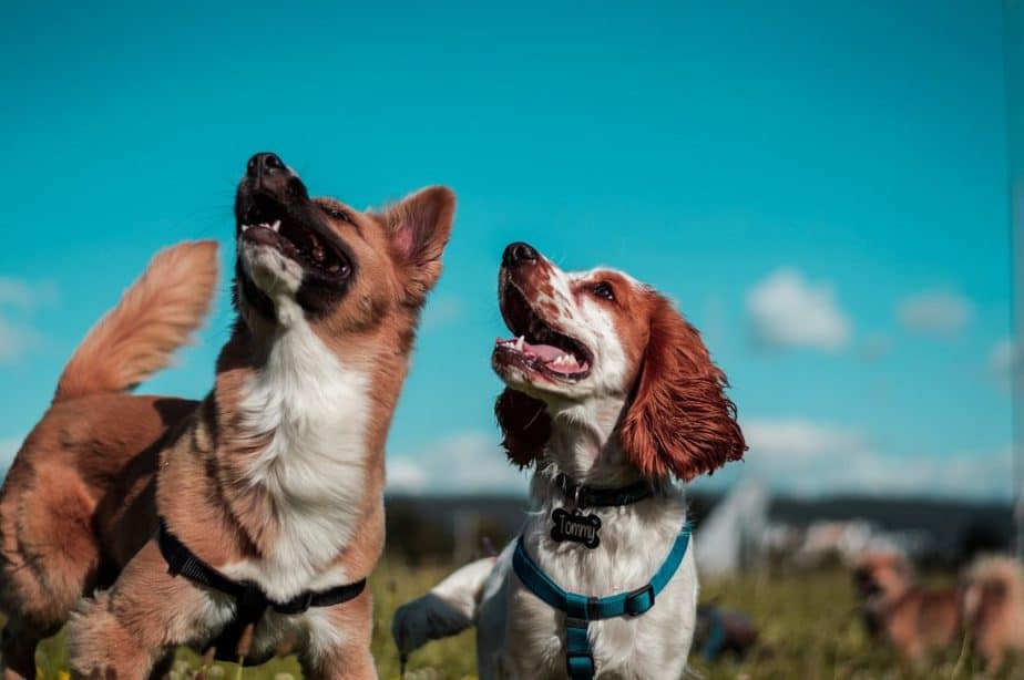 be creative when you choose your dog's name
