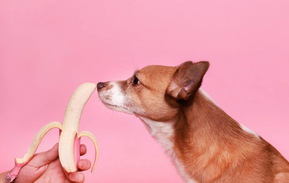 cute chihuahua sniffing banana