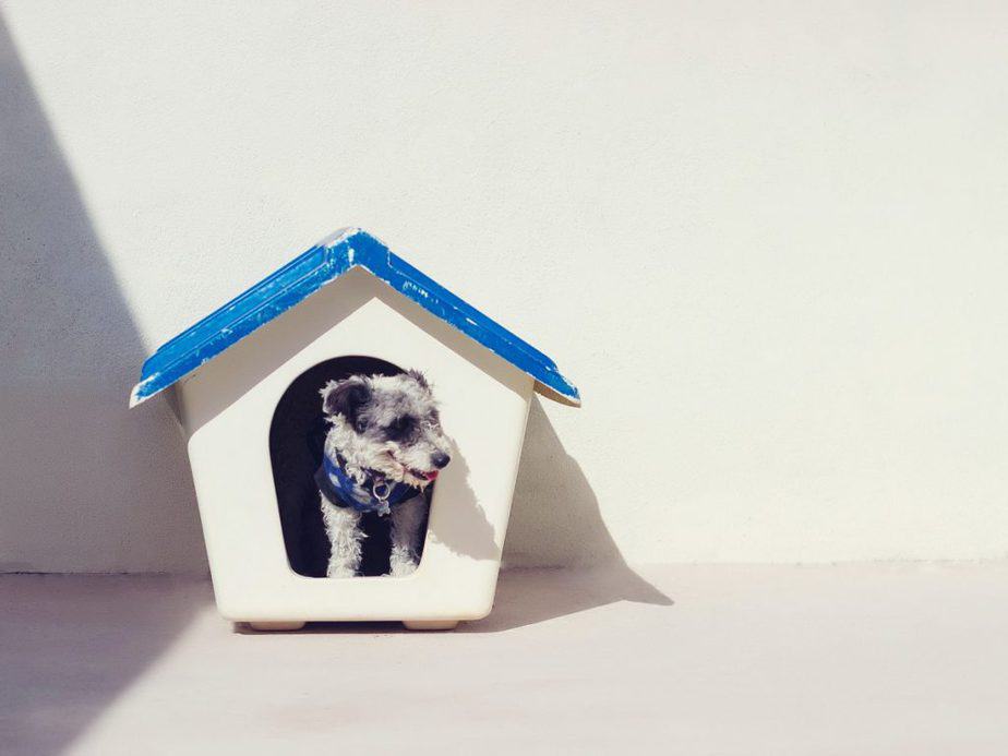 DIY dog houses should be elevated