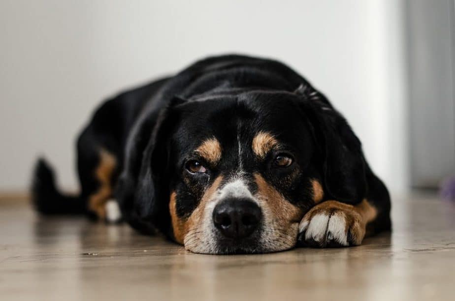 DIY Pet-friendly Cleaning Solution