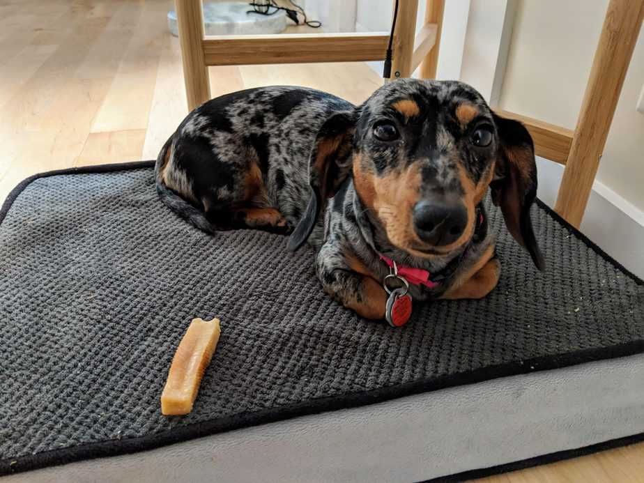 miniature dachshund on a tempur pedic dog mattress