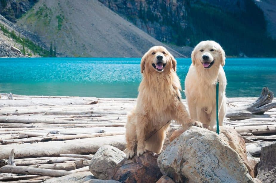 try to choose a name that matches your dog's personnality
