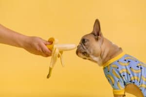 dog sniffing banana
