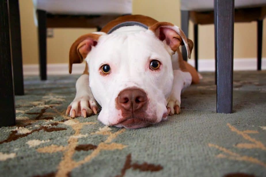Essential Oils Harmful to Dogs