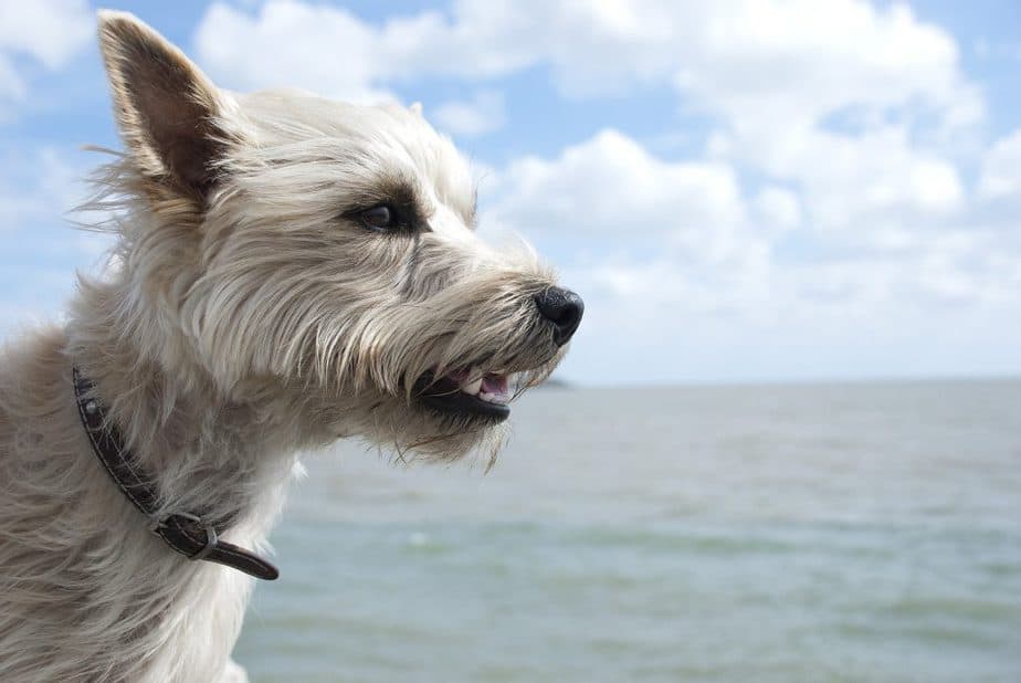 adorable cairn terrier by the sea