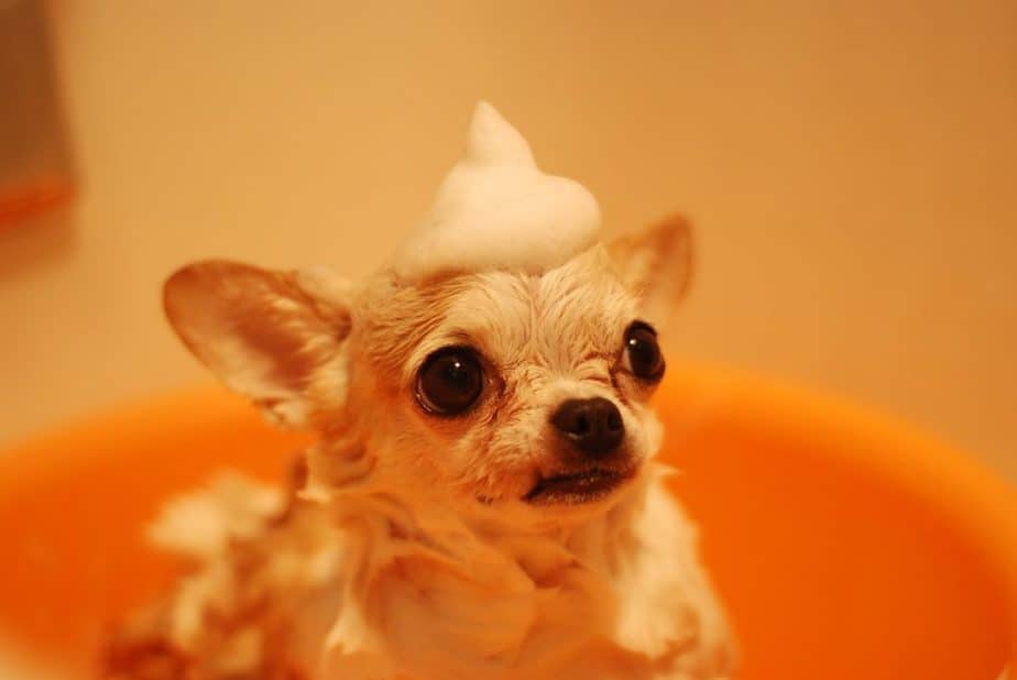 Grooming Your Chihuahua 101: Tips, Tricks and the Best Shampoo