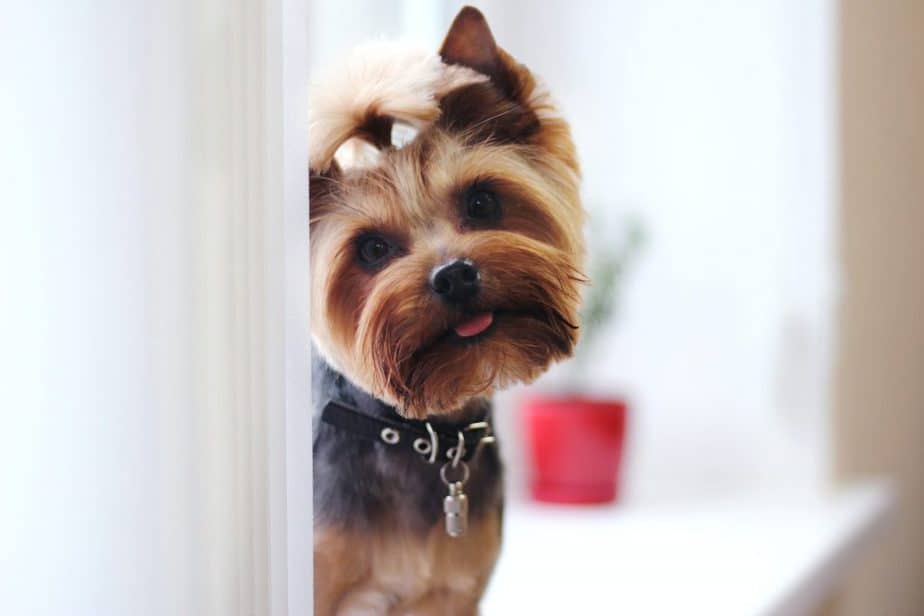a great looking, well groomed yorkie
