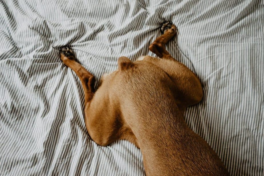 idées pour chien en intérieur
