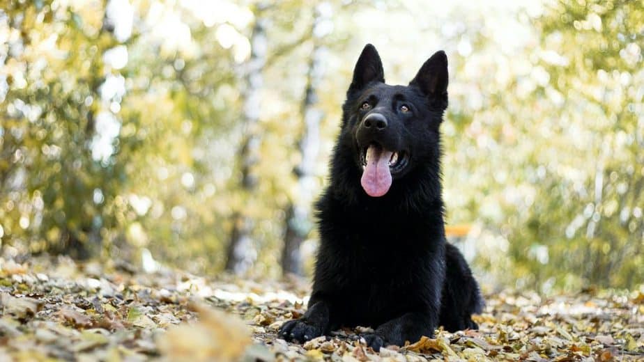 tips to name a black dog