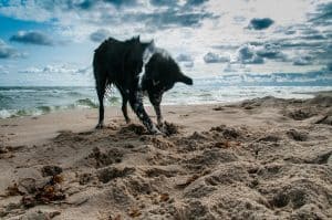 liste des plages qui acceptent les chiens au Québec