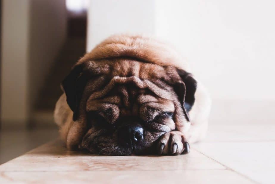 remove really bad stains made by your dog