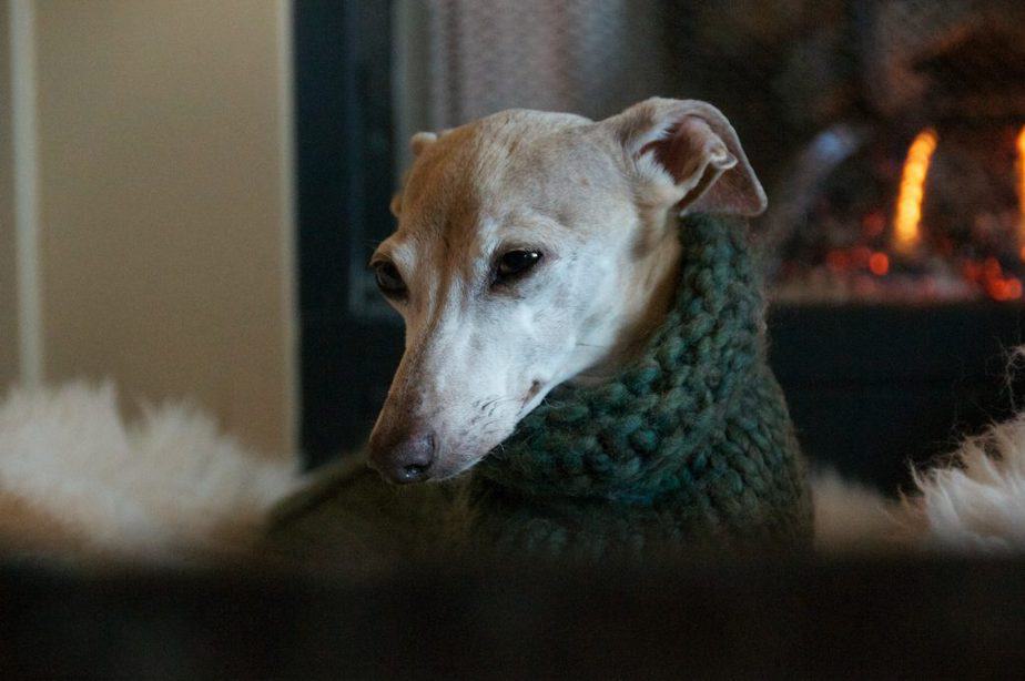 beautiful older italian greyhound