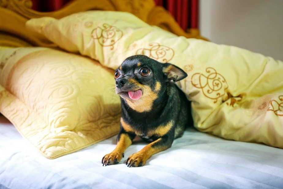 shampoo and conditioner for chihuahuas