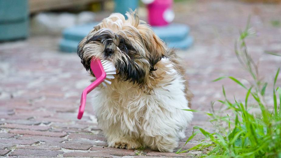 some of the best hypoallergenic dog breeds if you are