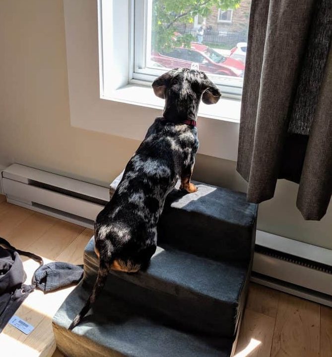miniature dachshund looking outside on stairs