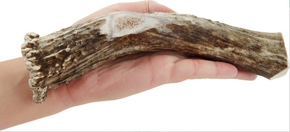bois de cerf pour chiens