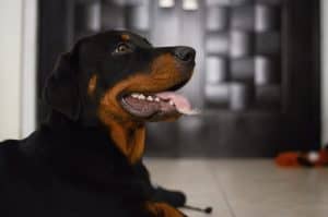 all rottweilers' breed questions