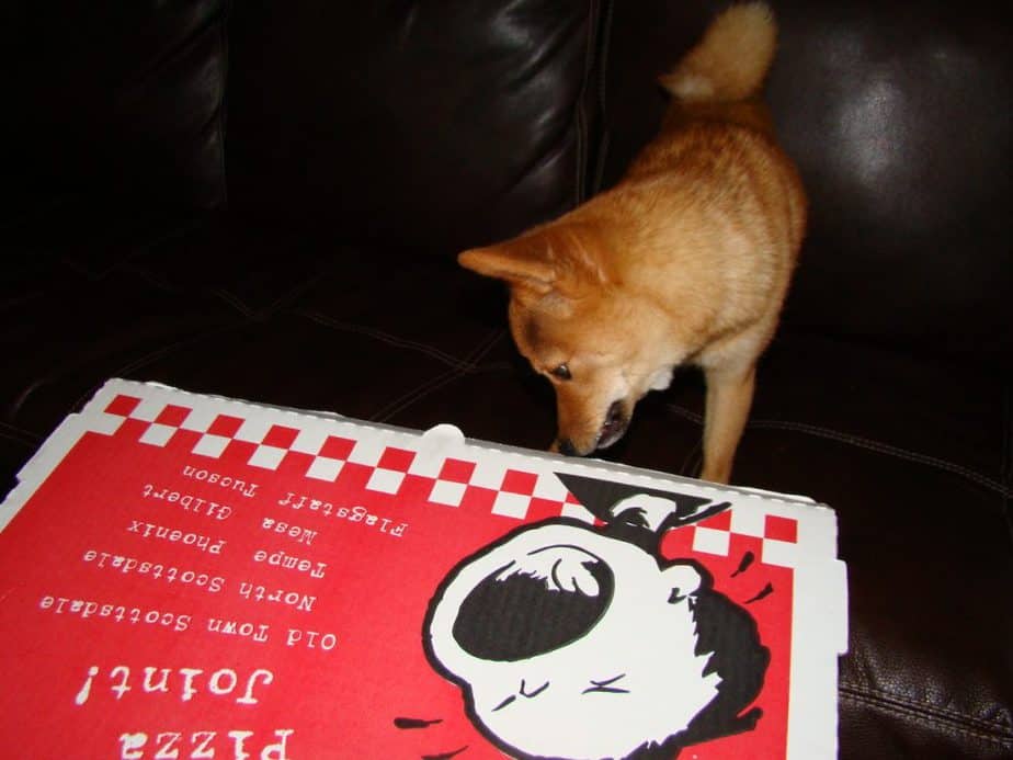 Dog eating pizza