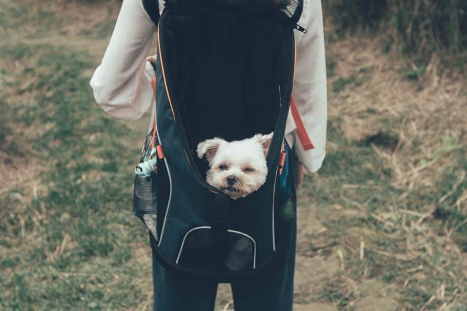 Dog in a backpack during a hike