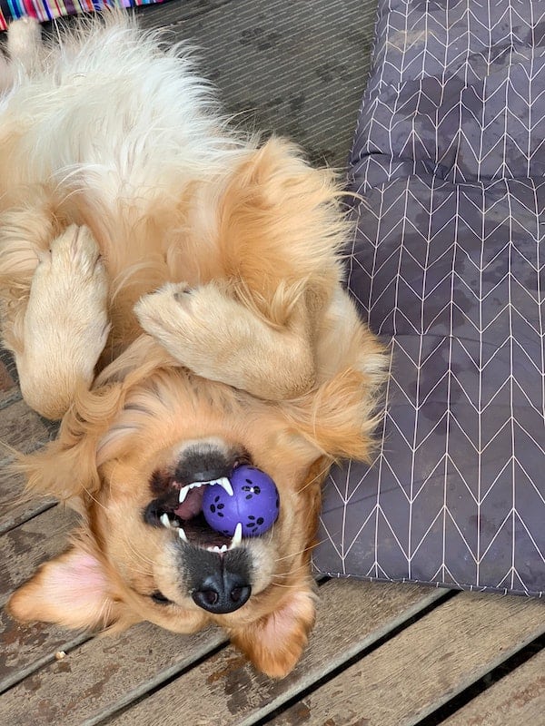 Golden Retriever playing with a ball