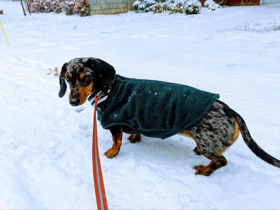 Daschung Dog wearing a fleece coat in winter
