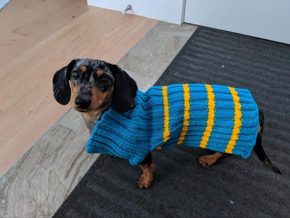 Daschung Dog in a Blue Sweater