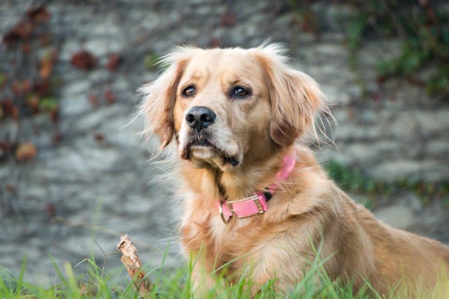 Senior dog outside the house