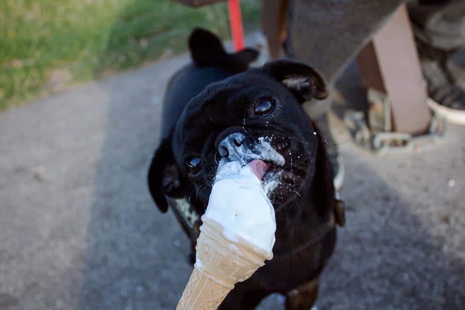 black pug licking vanilla ice cream