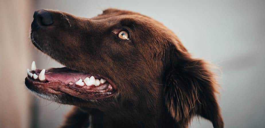 brown dog with beautiful teeth
