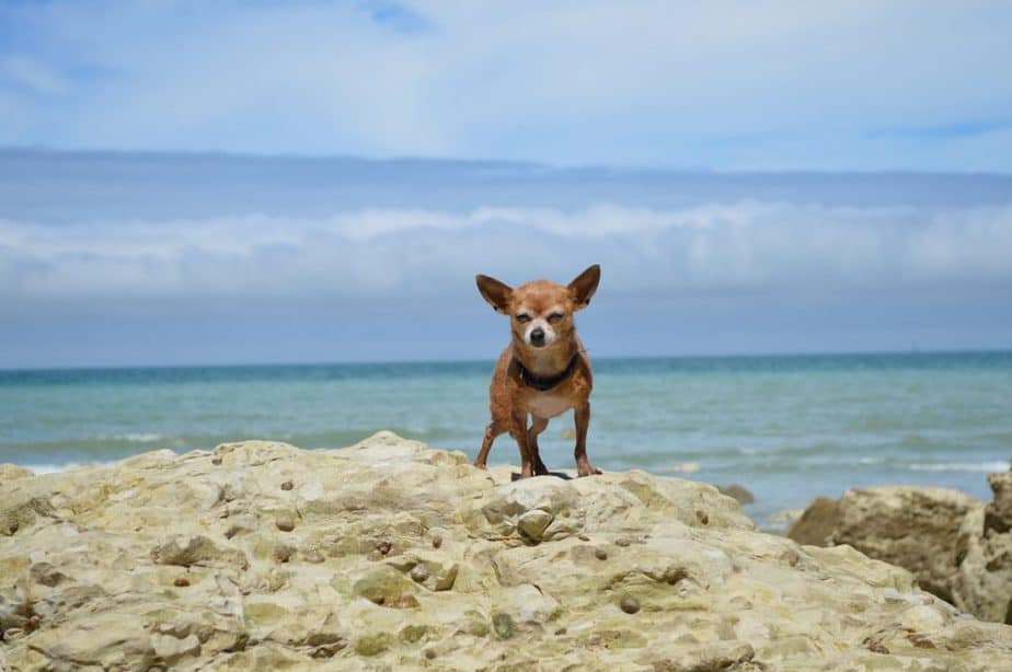 Chihuahua agressif au sommet d'une roche