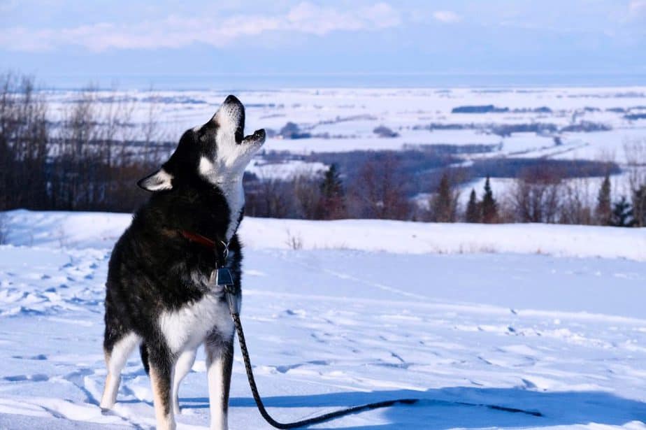 husky howling in the snow