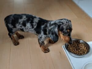 our dachshund testing Nutrience dog food